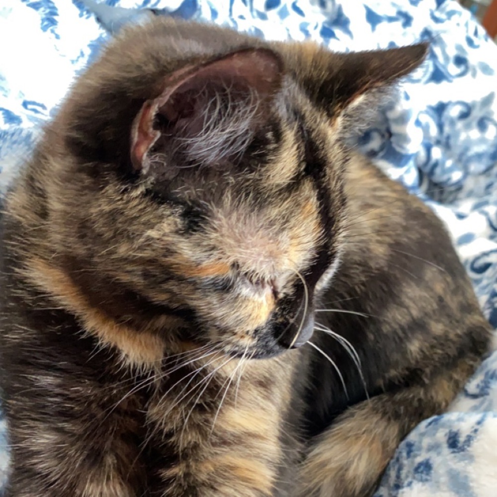 Meet your Posher, Skye